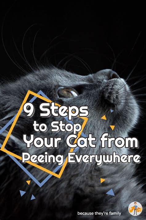 How To Keep A Cat From Peeing Everywhere