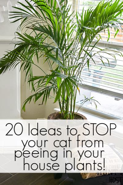 How To Keep A Cat From Peeing In Your Plants