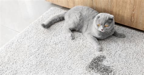 How To Keep A Cat From Peeing On The Rug