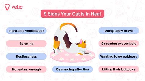 How To Keep A Cat In Heat From Spraying
