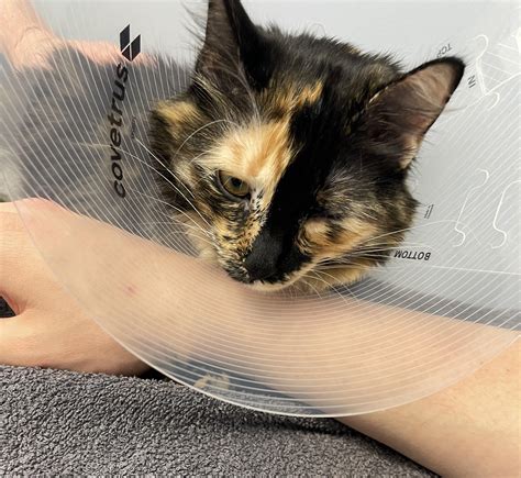 How To Keep A Cone On A Kitten