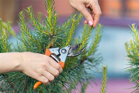 How To Keep A Cut Pine Tree Fresh