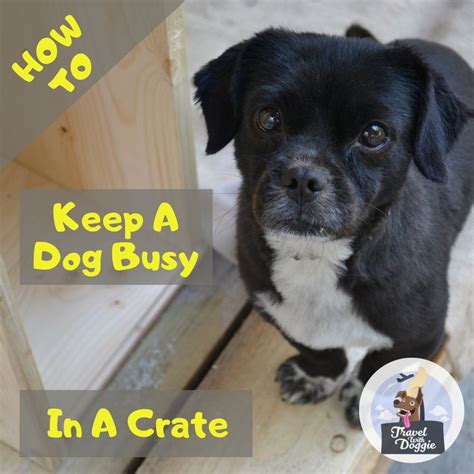 How To Keep A Dog Busy In A Crate