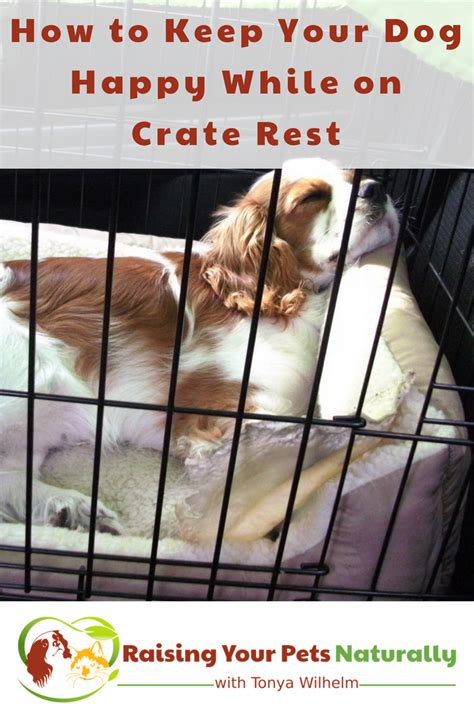How To Keep A Dog Entertained In Crate Rest