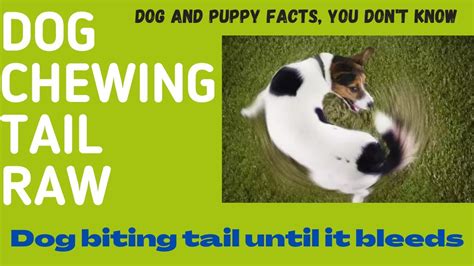 how to keep a dog from chewing its tail