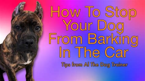 How To Keep A Dog From Whining In The Car