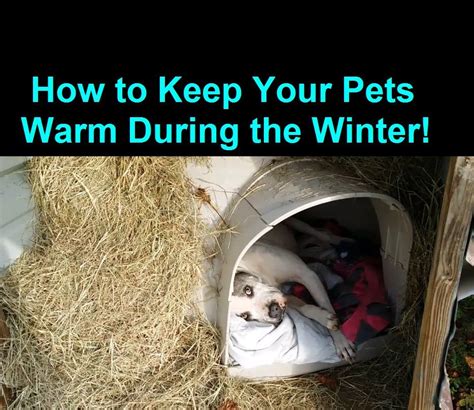 How To Keep A Dog Warm Inside