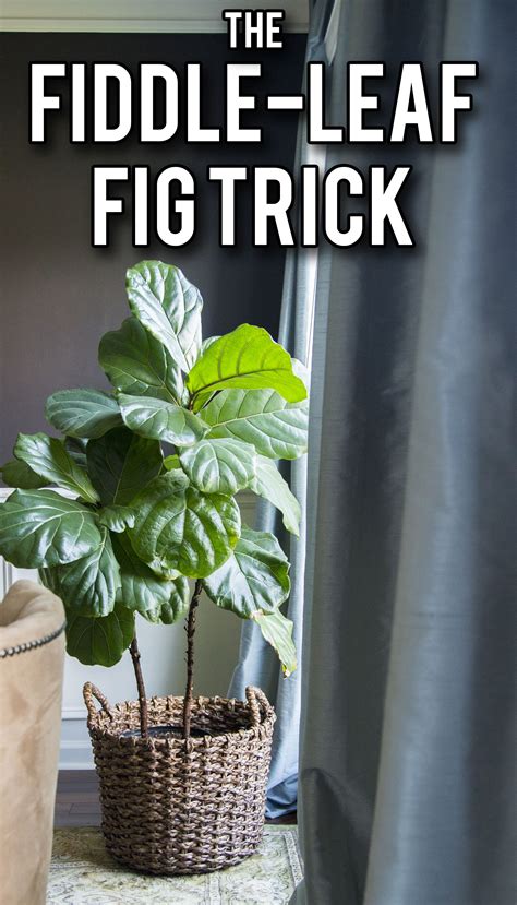 How To Keep A Fiddle Leaf Fig Healthy