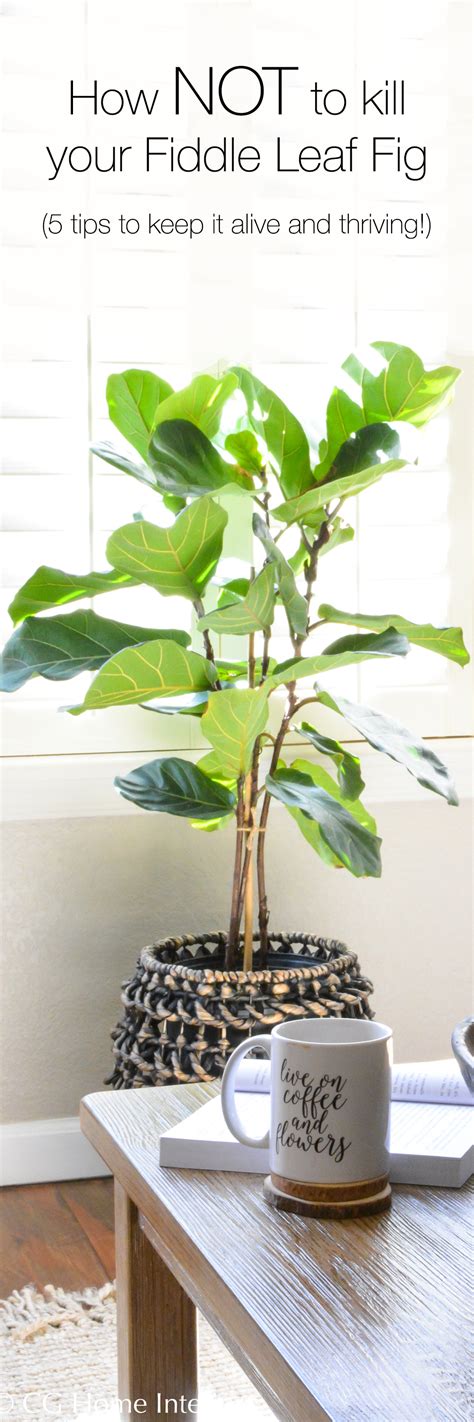 How To Keep A Fig Leaf Tree Alive