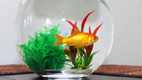 How To Keep A Fish Alive In A Bowl