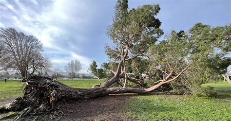 How To Keep A Large Tree From Falling Over