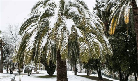 How To Keep A Palm Tree Alive In The Winter