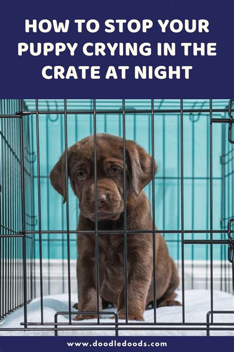 How To Keep A Puppy From Crying At Night In Crate