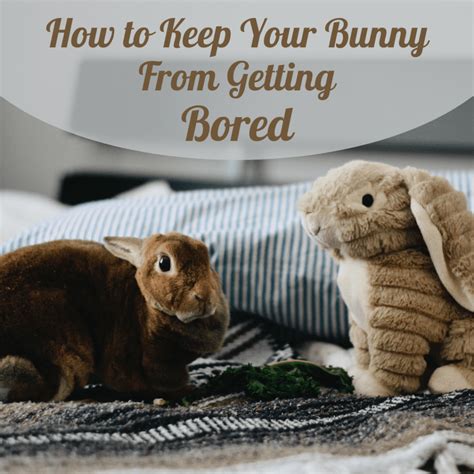 How To Keep A Rabbit From Getting Bored