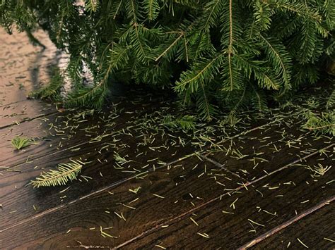 How To Keep A Real Christmas Tree From Shedding