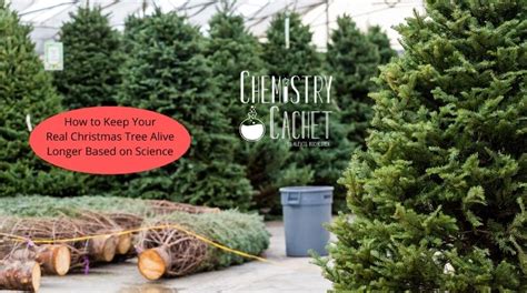 How To Keep A Real Tree Alive Longer