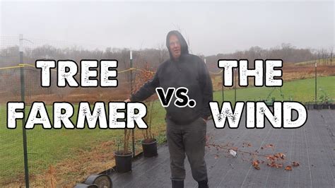 How To Keep A Tree From Blowing Over