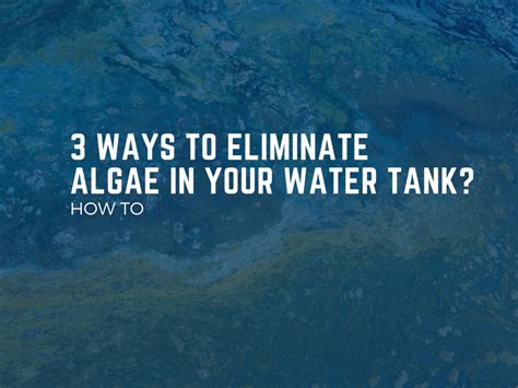 How To Keep Algae From Growing In Stock Tank