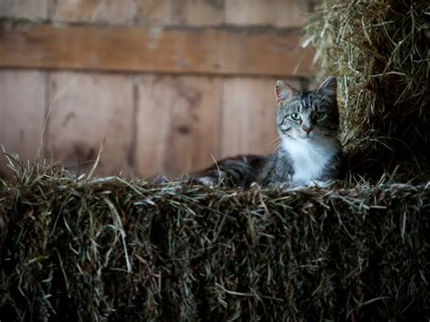 How To Keep Barn Cats Around