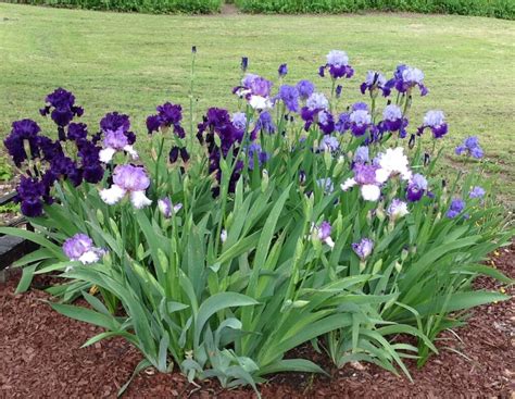 how to keep bearded iris from falling over