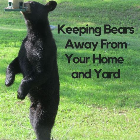 How To Keep Bears Away When Walking