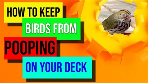How To Keep Birds Away From Pooping On Deck