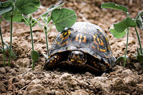 How To Keep Box Turtle