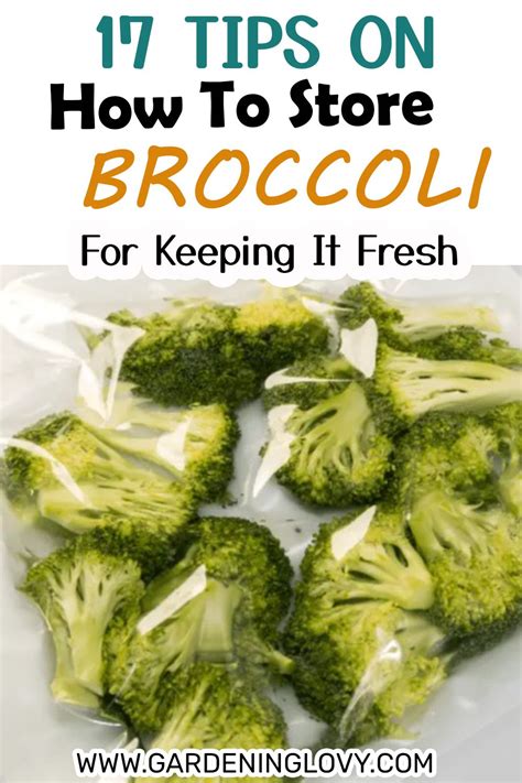 How To Keep Broccoli Fresh In Refrigerator