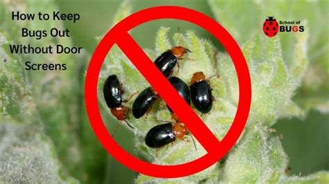 How To Keep Bugs Out Without Screens