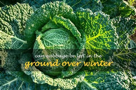 How To Keep Cabbage Over Winter
