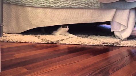 How To Keep Cat From Getting Under Bed