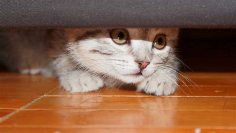 How To Keep Cat From Going Under Couch