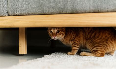 How To Keep Cat From Hiding Under Couch