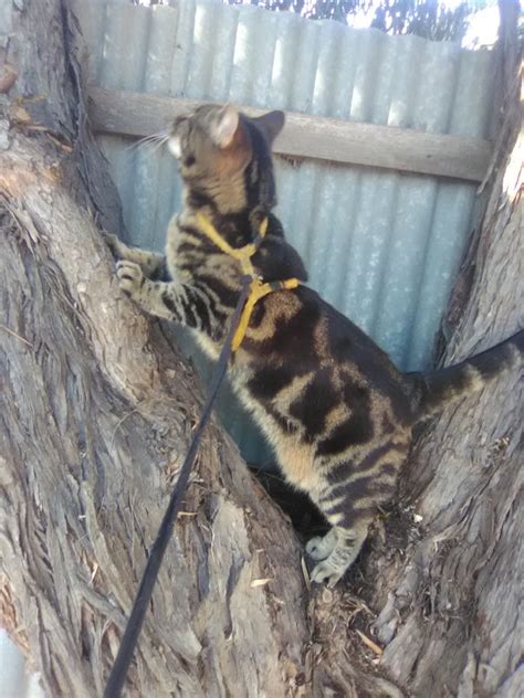 how to keep cat from removing collar