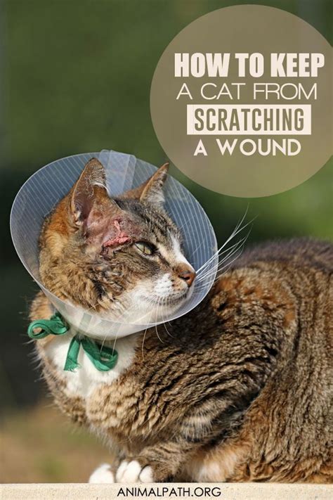 How To Keep Cat From Scratching During Bath