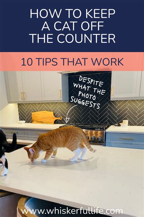 How To Keep Cat Off Table And Counters