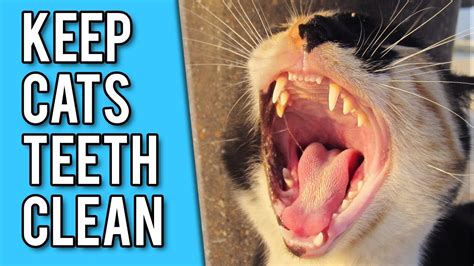 How To Keep Cat Teeth Clean
