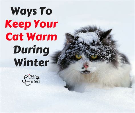 How To Keep Cat Warm During Winter
