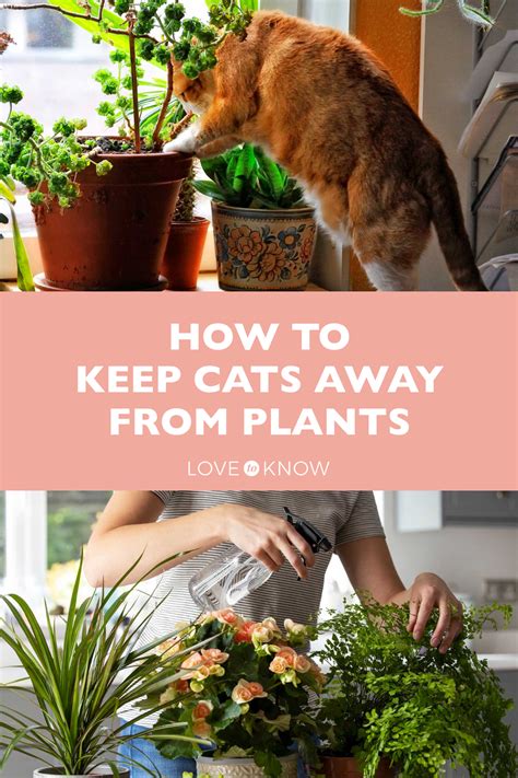 How To Keep Cats Away From Table