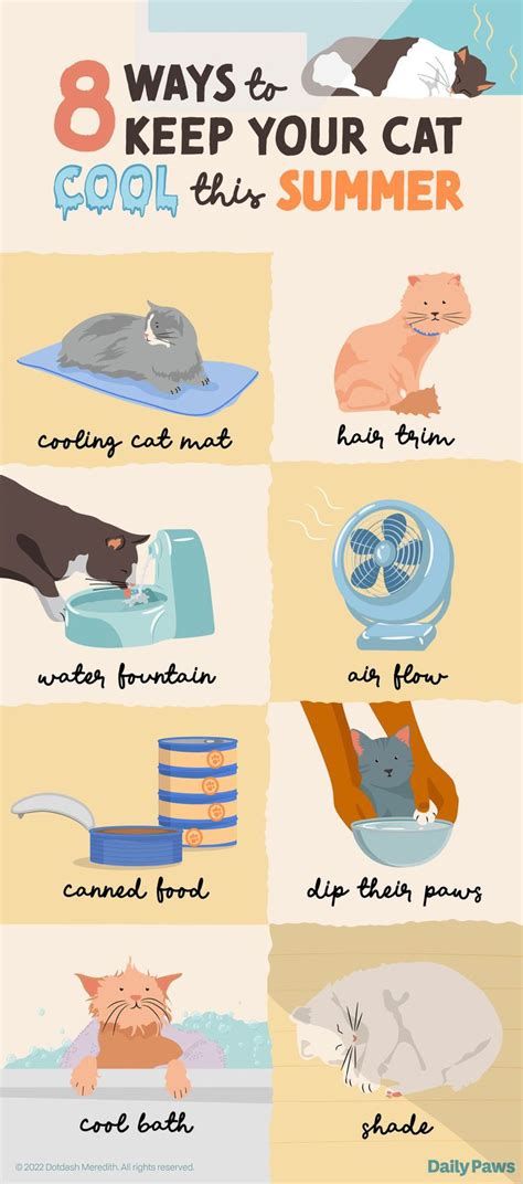 How to Help Your Cat Keep Cool in the Summer Heat in 2020 (With images