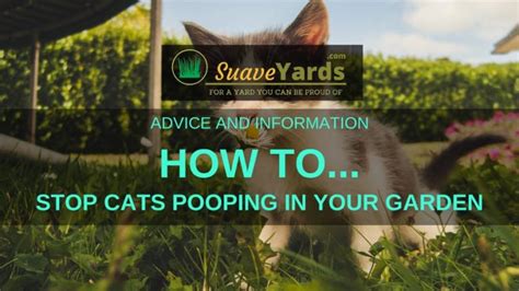 How To Keep Cats From Defecating In Garden