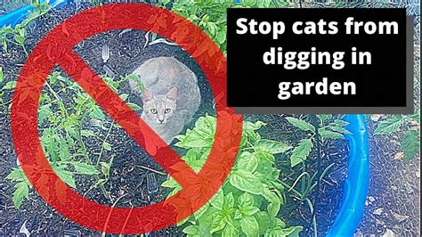 How To Keep Cats From Digging In Your Garden