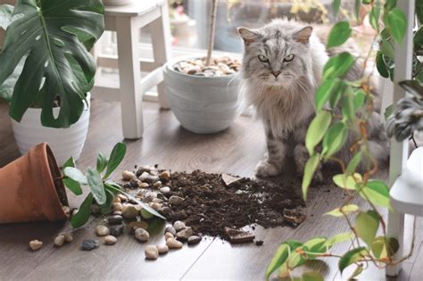 How To Keep Cats From Peeing In Flower Pots
