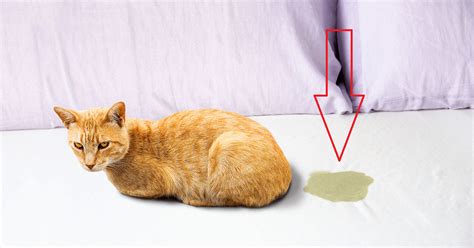 How To Keep Cats From Peeing On Bed