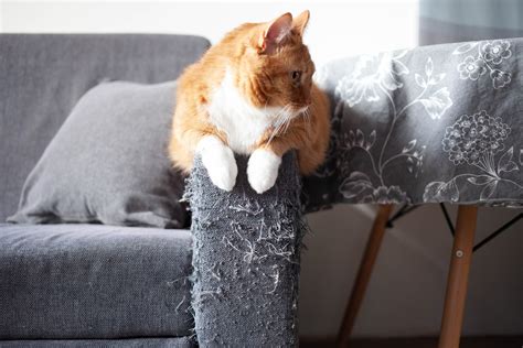 How To Keep Cats From Scratching Couch
