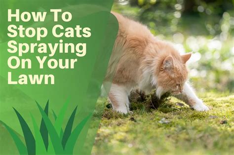 How To Keep Cats From Spraying In Garden