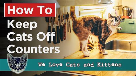 How To Keep Cats Off The Table And Counters