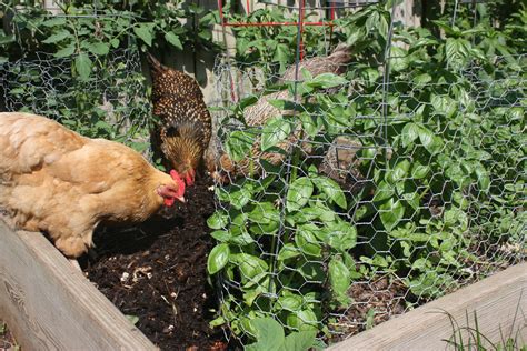 how to keep chickens out of garden