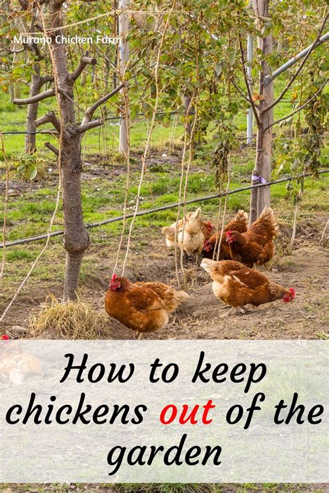 how to keep chickens out of the garden