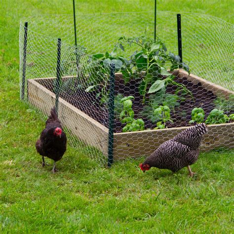 how to keep chickens out of the garden without fencing